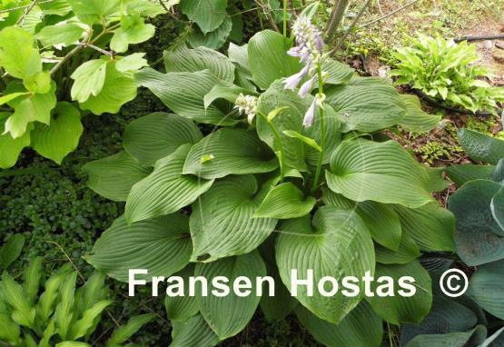 Hosta montana